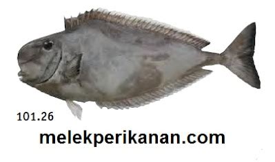 Ikan Kumai, Kapasan atau Humpnose Unicornfish .